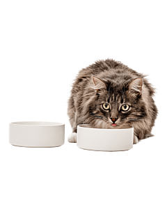Ceramic Food Bowls - white with cat 2