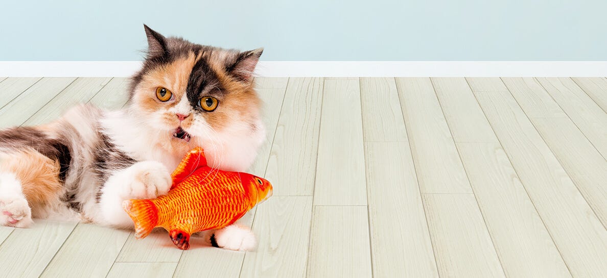 Cat Review Background Image