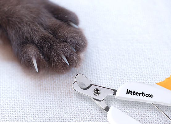 How to Use Cat Nail Clippers: 4 Vet-Approved Steps - Catster