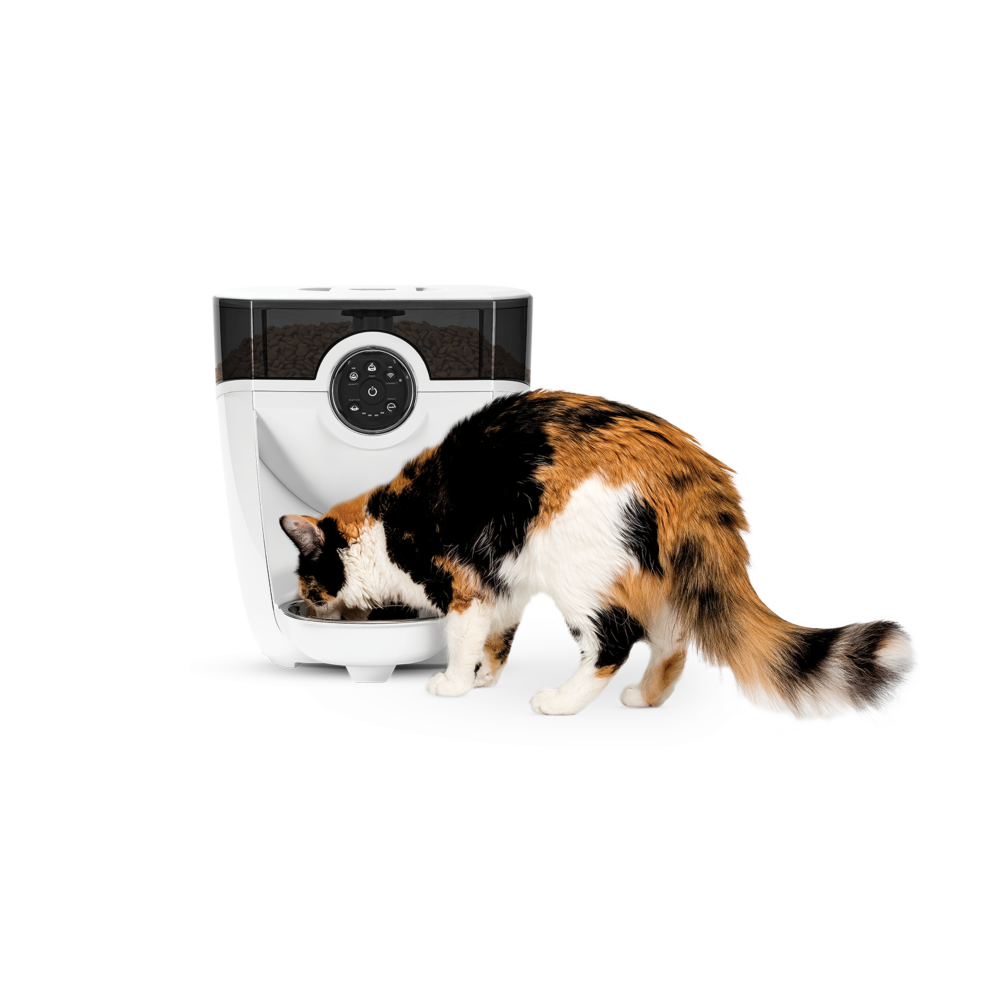 Laser pour chat interactif rechargeable USB - Pet Toy Corner
