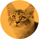 Avatar of Wesley the Cat